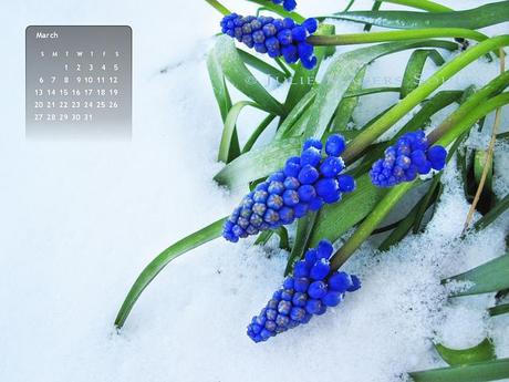 March 2011 free desktop wallpaper of royal blue grape hyacinths covered in snow.