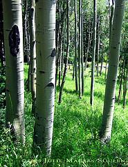 An aspen filled meadow in the Rocky Mountains of Colorado.