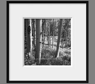 A black and white photo of an aspen meadow in the Rocky Mountains of Colorado.