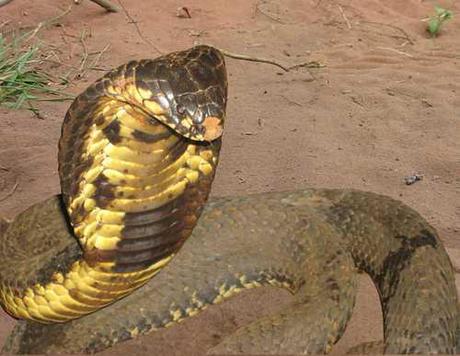 How They Caught the Bronx Zoo Cobra