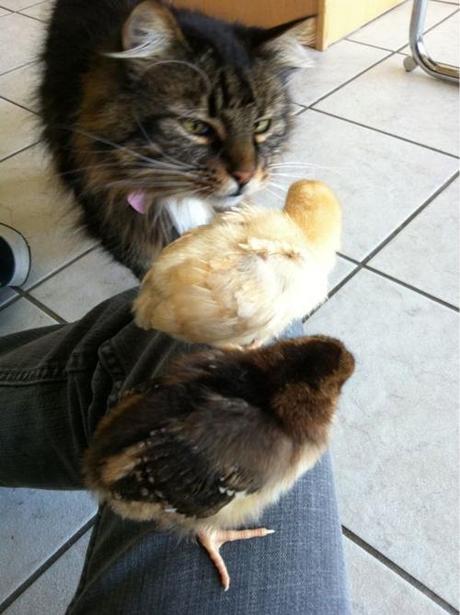 These aren’t my chickens, or my cat for that matter, but I...