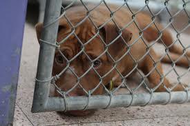 How to adopt a puppy-What to look for How to adopt a puppy-What to look for