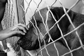 How to adopt a puppy-What to look for How to adopt a puppy-What to look for
