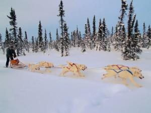 White_huskies_dog_sledding Dog sledding