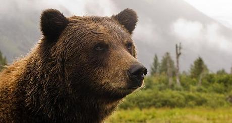 Canadian adventure - grizzly bear Canadian adventure - grizzly bear
