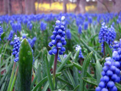 muscari in the woods and forsythia too...