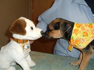Help Your Local Animal Shelter While on a Budget! Help Your Local Animal Shelter While on a Budget!