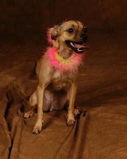 Help Your Local Animal Shelter While on a Budget! Help Your Local Animal Shelter While on a Budget!