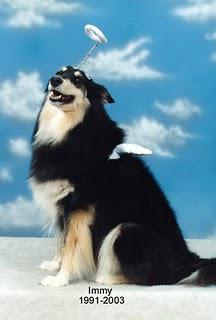 Help Your Local Animal Shelter While on a Budget! Help Your Local Animal Shelter While on a Budget!