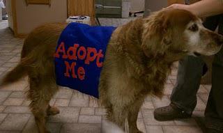 Help Your Local Animal Shelter While on a Budget! Help Your Local Animal Shelter While on a Budget!