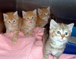 Help Your Local Animal Shelter While on a Budget! Help Your Local Animal Shelter While on a Budget!