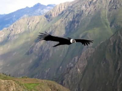 Peru Vacations – Is It Worth Visiting Colca Canyon?