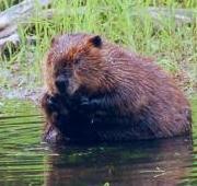 Beaver Beaver