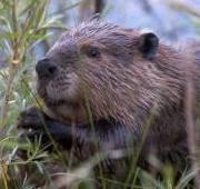 Beaver Beaver