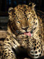 Rare Amur Leopard