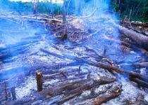 slash&burn How fast are we losing species anyway?