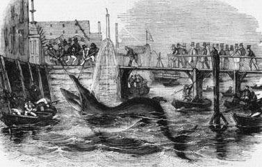 A Deptford whale