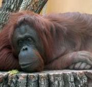 Orang-utan Orang-utan