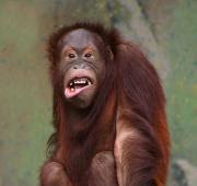 Orang-utan Orang-utan