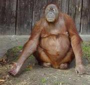 Orang-utan Orang-utan