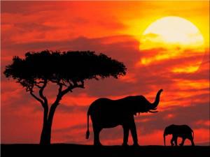 Kenya silhouette Kenya