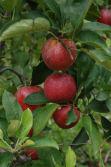 Fresh juicy apples at Shields Orchard Pick me! Bite me! (Hawkesbury Farm Gate Trail)