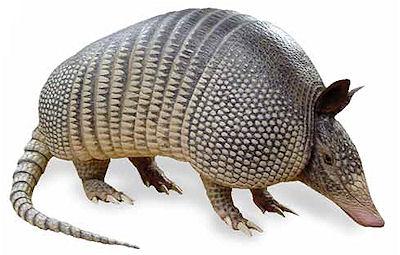 Everything You Didn't Know About Armadillos