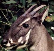 Saola