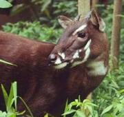 Saola