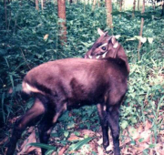 Saola