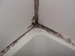 Moldy caulk in shower close-up Moldy caulk in shower close-up