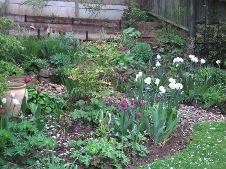 2011_04130008 Tulips are go