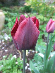 2011_04130010 Tulips are go