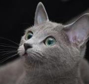 Russian Blue Russian Blue