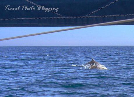 Dolphin encounter in Croatia