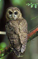 Threatened Spotted Owl