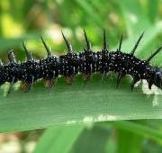 Caterpillar Caterpillar