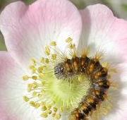 Caterpillar Caterpillar