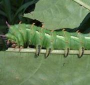 Caterpillar Caterpillar
