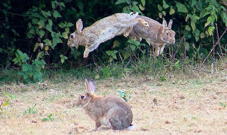 Easter Bunnies - Jumpin', Leapin', Bouncin'