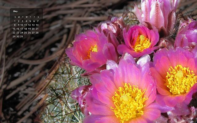 may 2011 calendar page. May 2011 pink cushion cactus