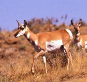 Antelope Antelope