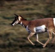 Antelope Antelope