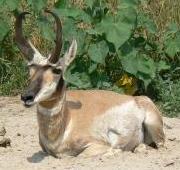 Antelope Antelope