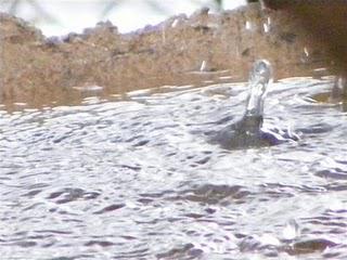 Heat and Flooding Rain! Heat and Flooding Rain!
