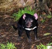 Tasmanian Devil Tasmanian Devil