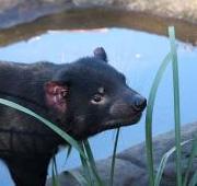 Tasmanian Devil Tasmanian Devil