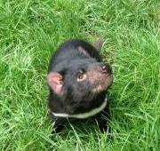 Tasmanian Devil Tasmanian Devil