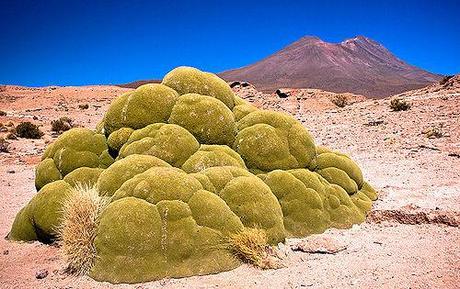 Yareta - Alien Life In The Andes?
