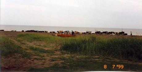 Cows in Yuzhno on Beach Weekend Links